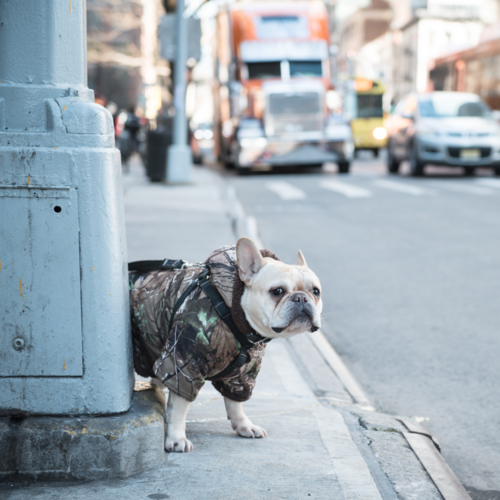 Grosse_Janet_08_Street_NYC.png