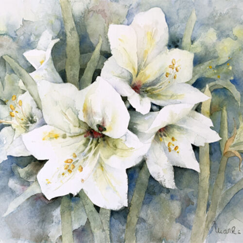 Weisse_Amaryllis_21_2.jpg